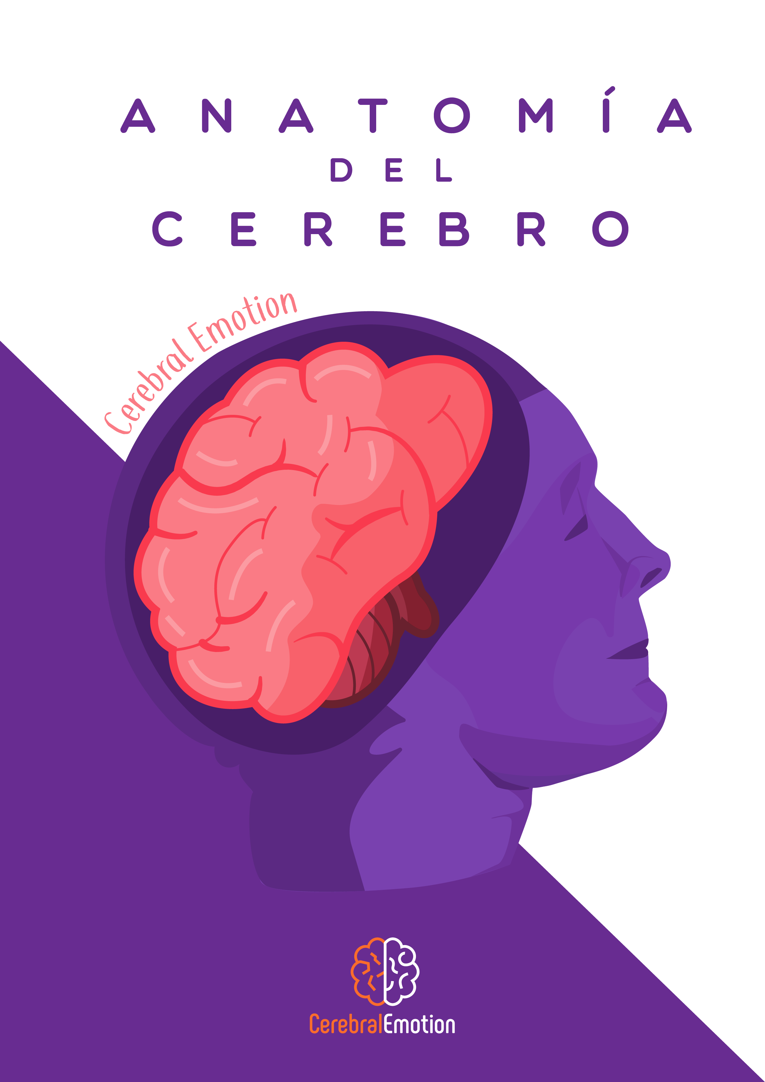 Anatomia del Cerebro Tomo1